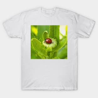 Macro Ladybug on Garden Plant T-Shirt